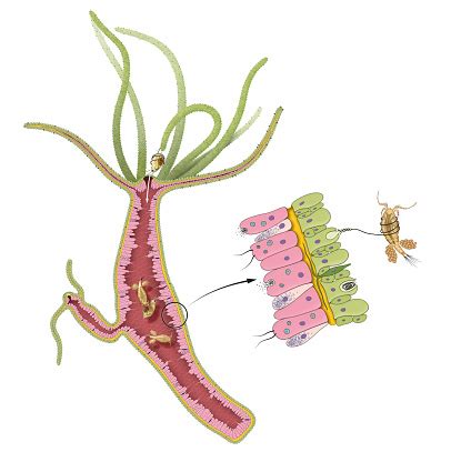 Hydra Feeding Stock Illustration - Download Image Now - Hydra - Polyp ...