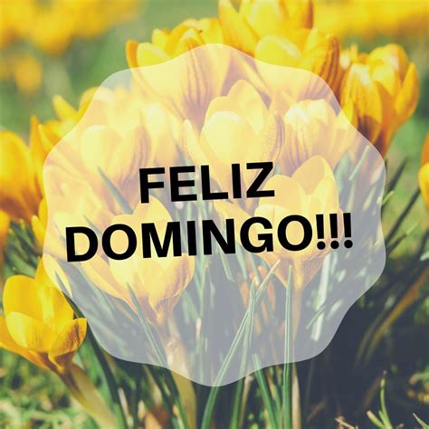 De Domingo A Domingo - bom dia otimo domingo | mensagem bom domingo a todos