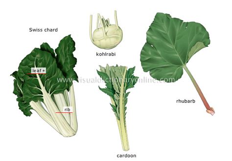 Food And Kitchen Food Vegetables Stalk Vegetables 2 Image
