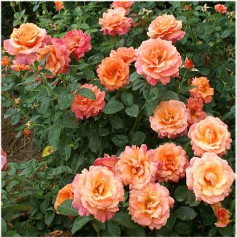 Роза Изи Даз Ит (Однолетний, ЗКС) - купить Розы флорибунда в Киеве и ...