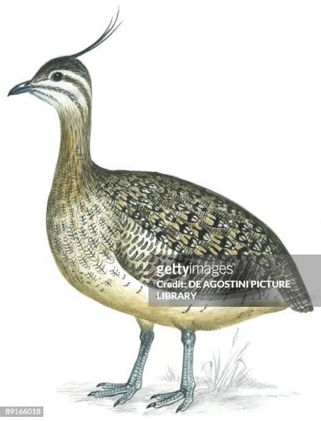 Tinamiformes Photos And Premium High Res Pictures Getty Images