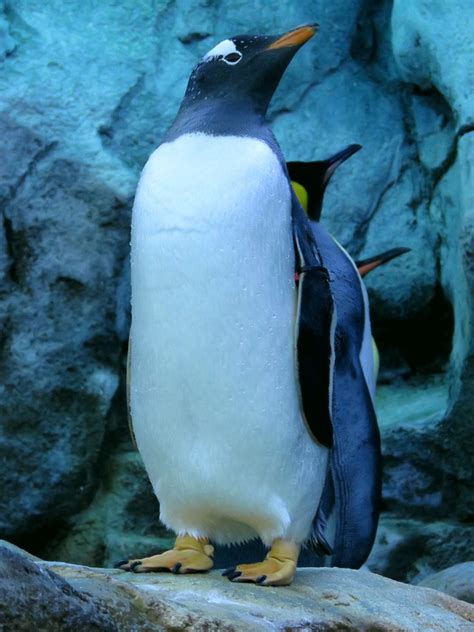 Gentoo Penguin Penguins Calgary Free Photo On Pixabay