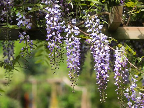 20 Best Pergola Plants - INSTALL-IT-DIRECT