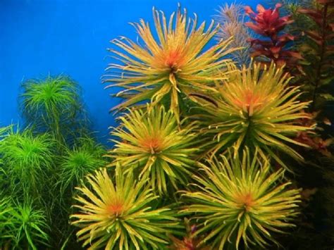 Людвигия: содержание, размножение, выращивание, уход в аквариуме, сорта ...