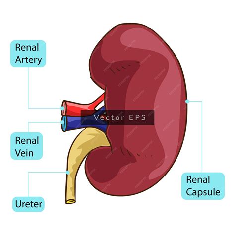 Premium Vector | Human kidney body parts anatomy