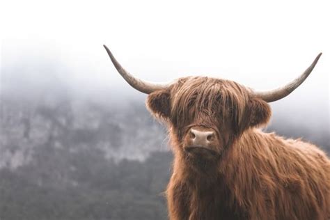 Fun Facts About Highland Cows | Highland Cow Facts | Boozy Fox