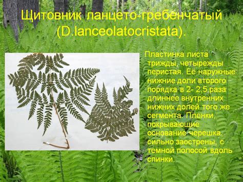 Щитовник ланцето-гребенчатый - 32962-13