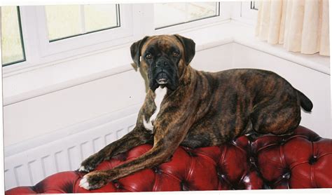 Boxer Full Grown Weight