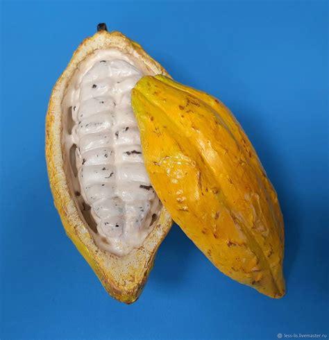 Муляж Какао боб на заказ в интернет-магазине Ярмарка Мастеров по цене ...