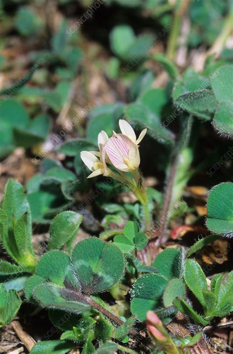 Trifolium subterraneum - Stock Image - B838/1151 - Science Photo Library