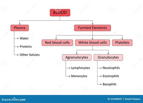 Composition Of Human Blood Stock Vector Illustration Of Basophil