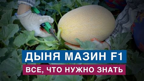 Дыня Мазин F1 в Украине | Обзор и рекомендации от Владам-Юг - YouTube