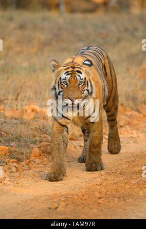 Adult Male Bengal Tiger Panthera Tigris Tigris In Tadoba Andhari