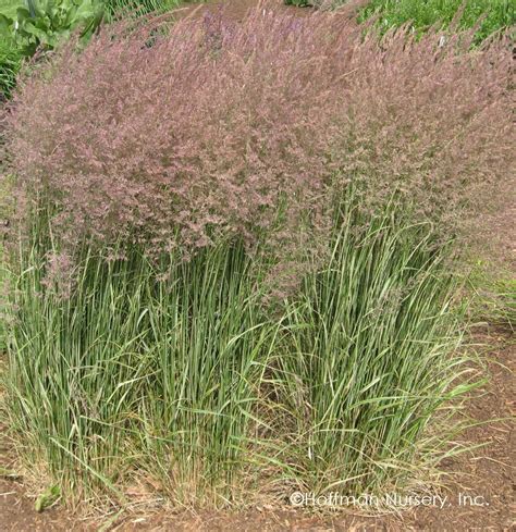 Вейник остроцветковый норма посадки - фото