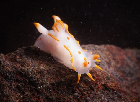 Sea Slugs: A Rainbow of Life in Our Seas – Maritime Education