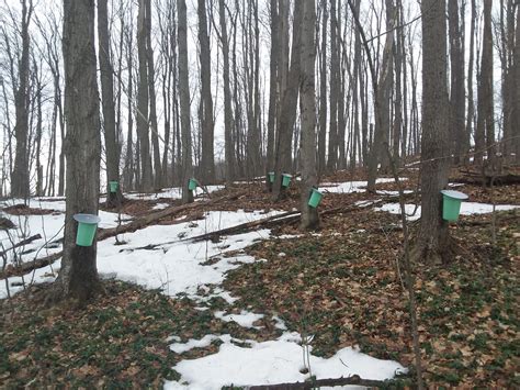 The Hipsters Guide To Tapping Maple Trees - Matt Mernagh