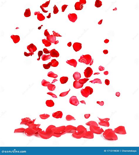 Falling Fresh Red Rose Petals on White Stock Photo - Image of mother ...