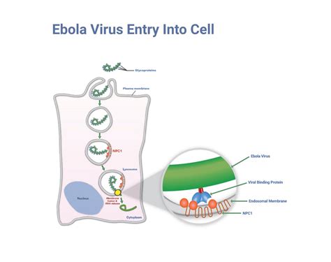 How Ebola Enters The Cell Image Eurekalert Science News Releases