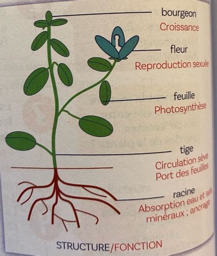 Cart Es L Organisation Fonctionnelle Des Plantes Fleurs Quizlet