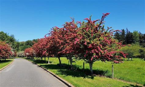 Яблоня Декоративная Скарлет Фото – Telegraph