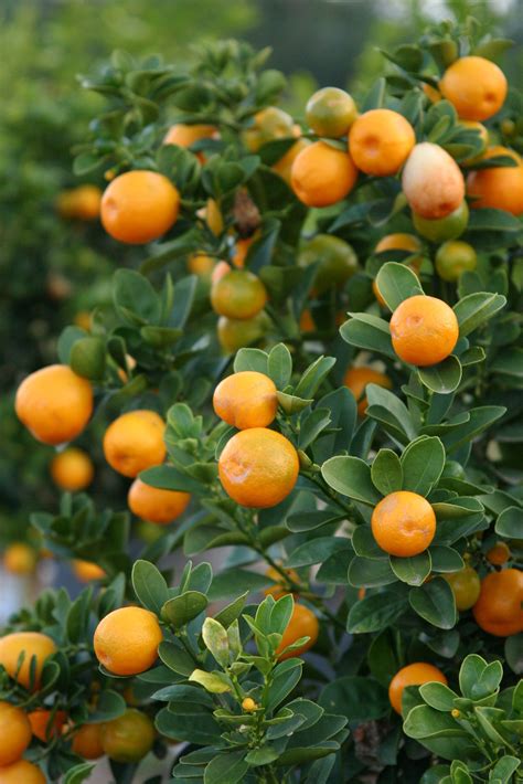 Growing Oranges | Fruit | Grow To Eat Magazine : The Gardener