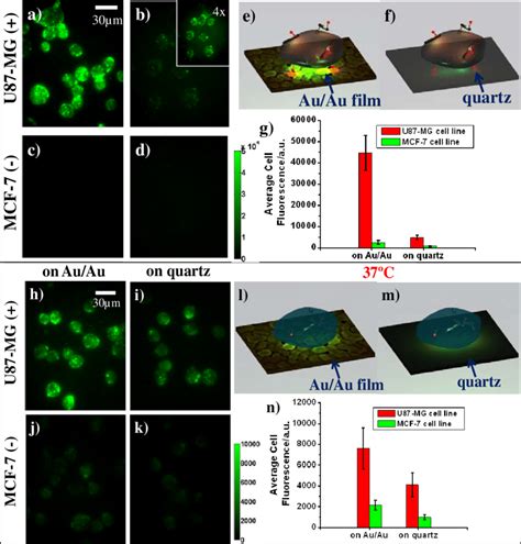 NIR Fluorescence Images Of A SWNT IR800 RGD Stained U87 MG Cells At