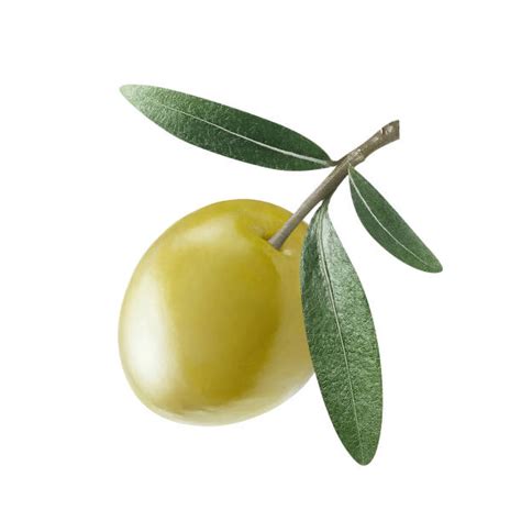 single olive tree stock  pictures royalty  images istock