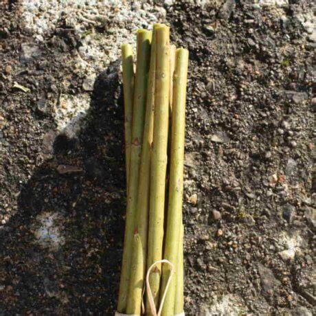 10 X Leicestershire Dicks Willow Cuttings Salix Purpurea