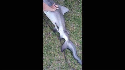 Florida Anglers Catch Peculiar Twisted Shark State Says Tacoma