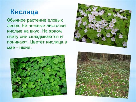 Травянистые растения леса - online presentation