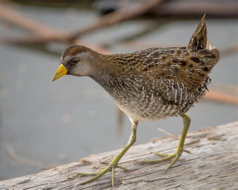 Sora | Audubon Field Guide