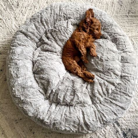 Goldendoodle puppies craigslist/Goldendoodle craigslist