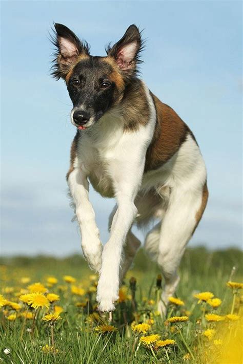 Silken Windsprite Calisto In 2024 Hunderassen Wolf Hunde Hundebilder