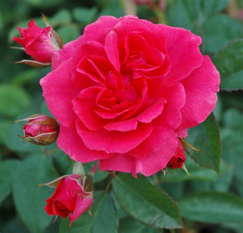 Whartons Garden Roses :: Wholesale Roses :: Products :: Wymondham Abbey