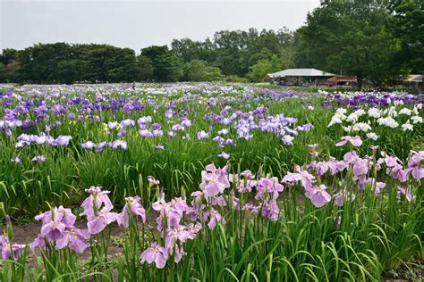 八紘学園花菖蒲園 | さっぽろ観光写真ライブラリー