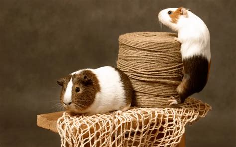 Top 10 Diy Guinea Pig Toys Own Your Pet