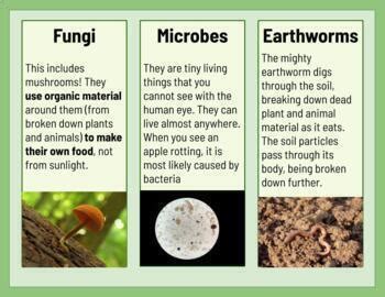 Creatures of the Wetlands Prt 3: What are Decomposers? Google Slides Lesson 