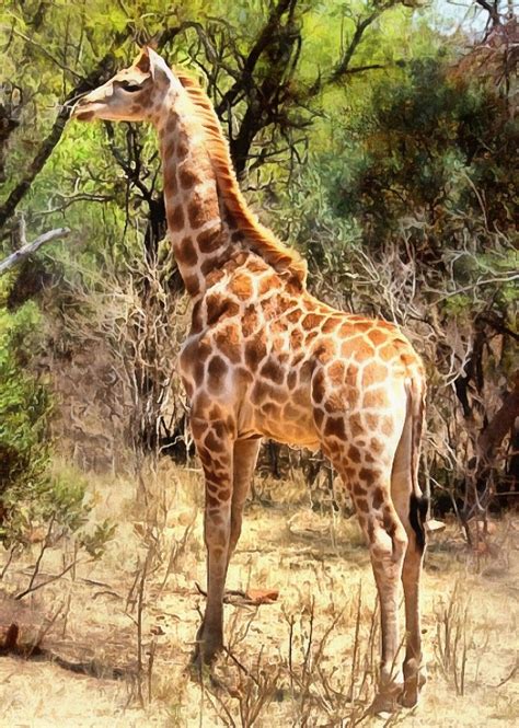 Baby animal photos, Baby animals, Cute Animals