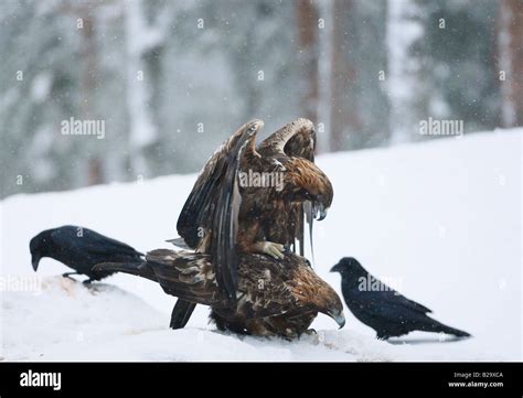 Eagle Hi Res Stock Photography And Images Alamy