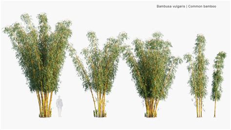 Bambusa Vulgaris Common Bamboo 3d Model