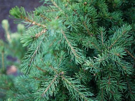 Ель Пицея глаука коника (picea glauca conica): фото, уход в домашних ...