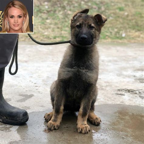 Pregnant Carrie Underwood Adopts a Puppy