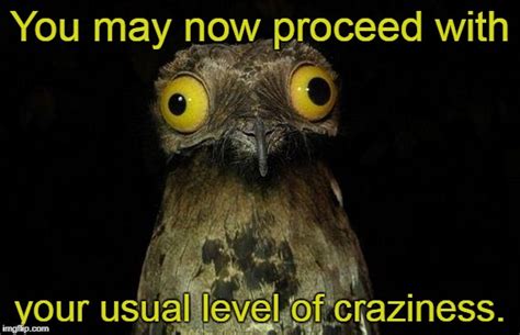 Weird Stuff I Do Potoo Memes Imgflip