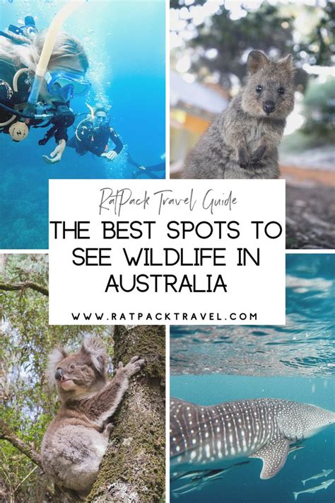 Where To See Wildlife In Australia In 2024 Western Australia Travel