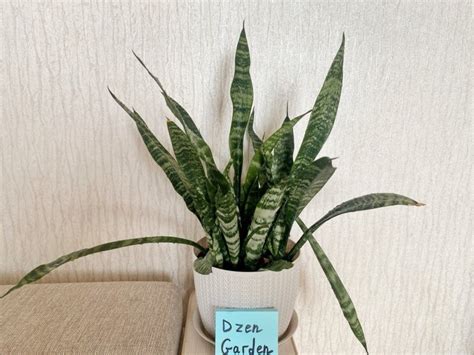 Сансевиерия: уход в домашних условиях, пересадка, размножение и виды