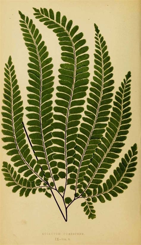 Pin On Victorian Fern Craze