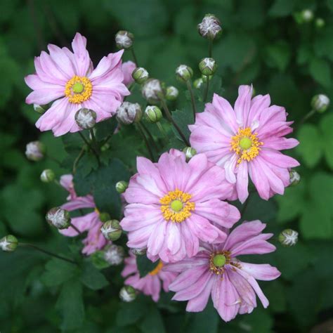 Anemone Japonica Pretty Lady Emily Japanese Anemone In 2022 Shade