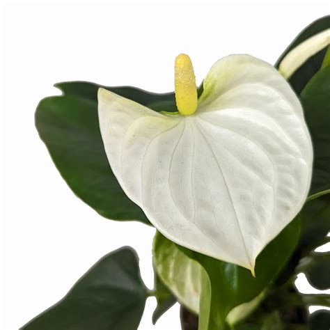 Антуриум Кокос: описание сорта, характеристики, особенности посадки и ...