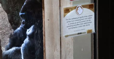 Teen gorilla obsessed with phones prompts zoo to ban visitors from ...