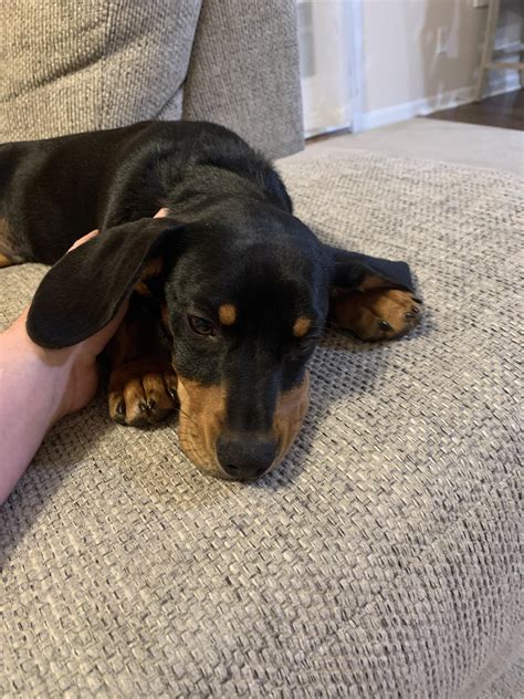 black  tan dachshund mix